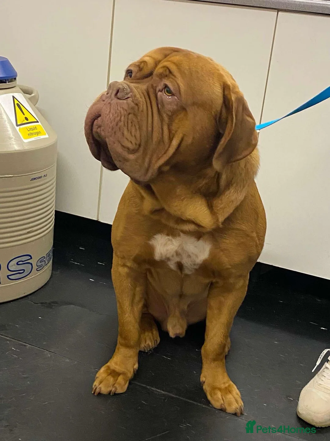 Dogue De Bordeaux dogs for stud: KC Proven Dogue de Bordeaux Stud in Spalding - Advert 2