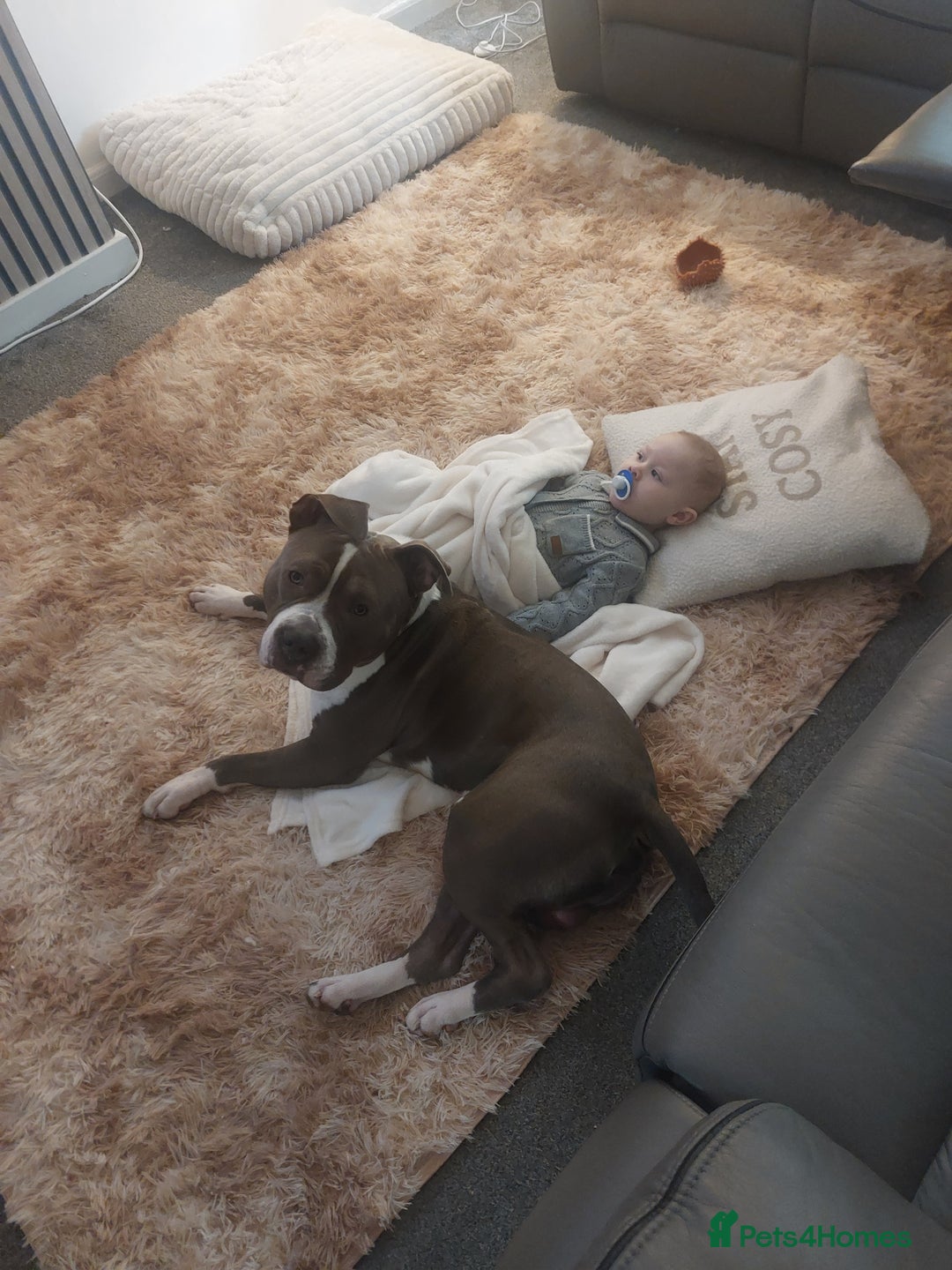 American Bull Staffy dogs for sale: American bull staffy  - Advert 4