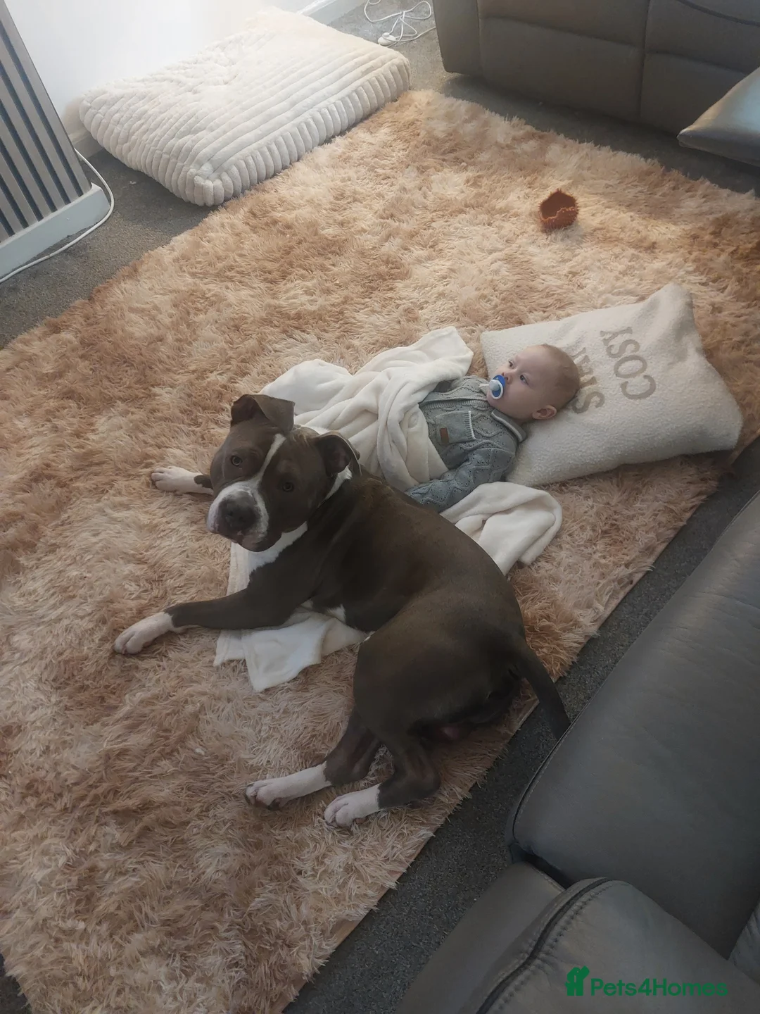 American Bull Staffy dogs for sale: American bull staffy  - Advert 4