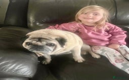 Pug dogs for sale: Male pug  - Image 3