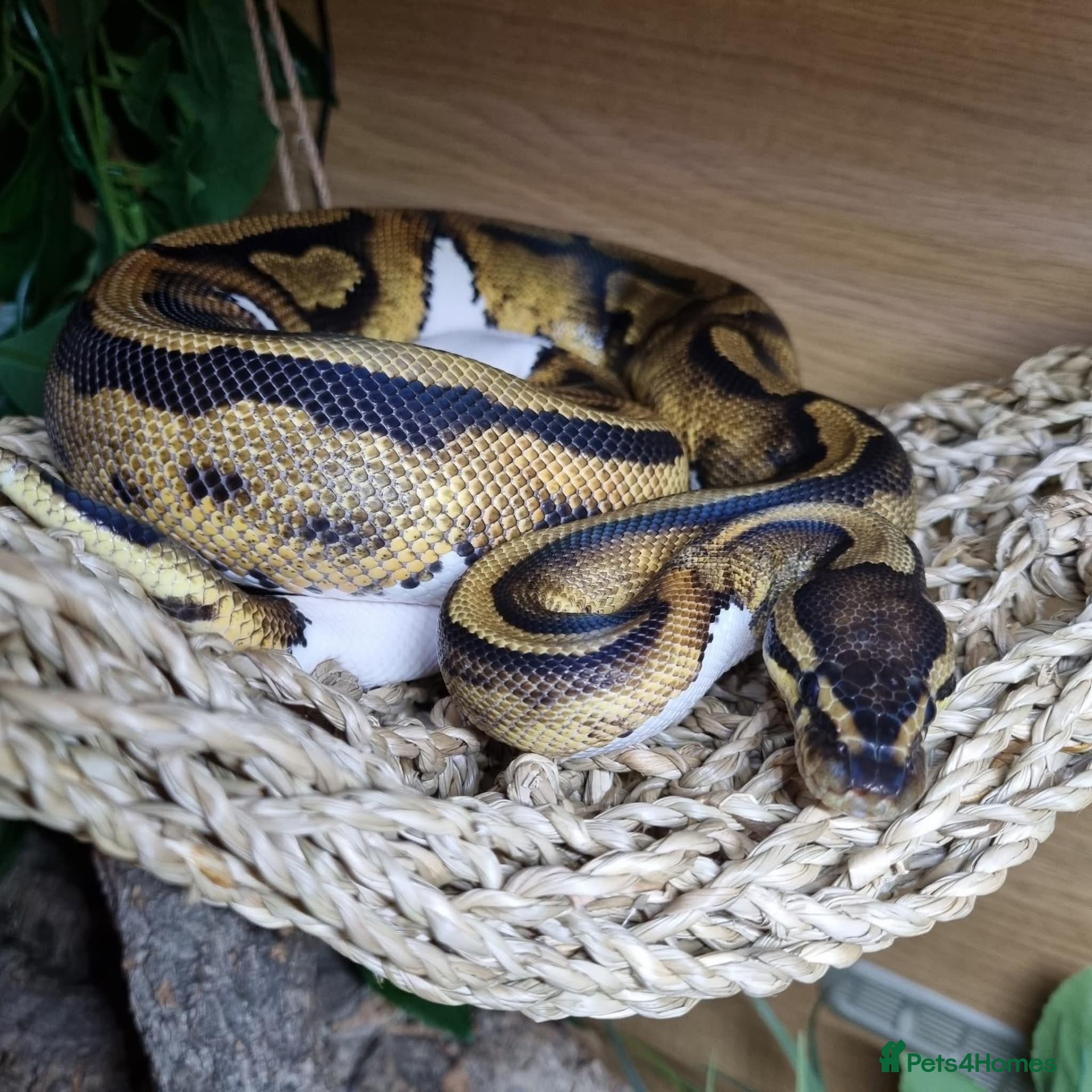 Python Snake reptiles FEMALE PIED 100% Het ALBINO 50% het CLOWN - Advert 1