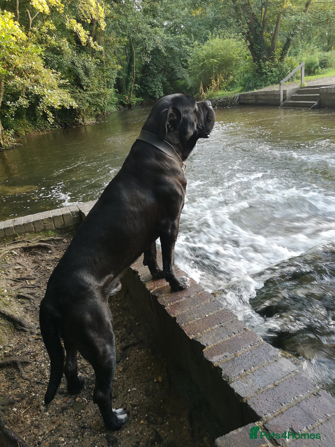 Mixed Breed dogs for sale: Olde english bulldogge x cane corso puppies  - Advert 23