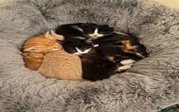 Mixed Breed cats for sale: Long haired mixed breed - Advert 1