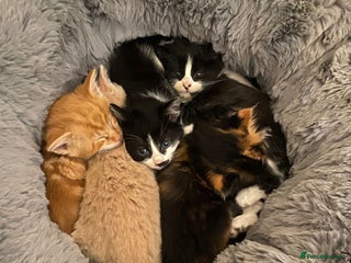 Mixed Breed cats Long haired mixed breed - Advert 8