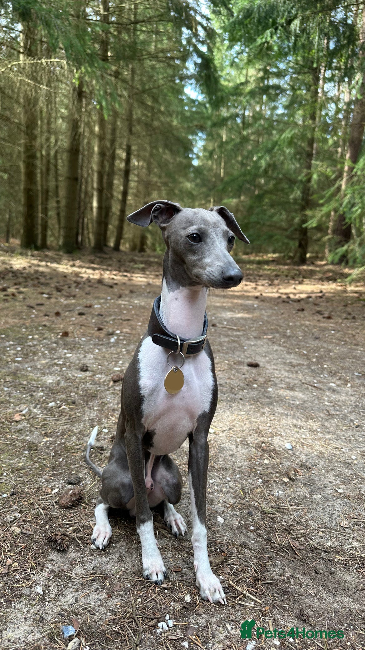 Italian Greyhound dogs BLUE ITALIAN GREYHOUND FOR STUD  - Advert 1