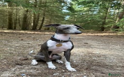 Italian Greyhound dogs for stud: Percy  - Advert 1