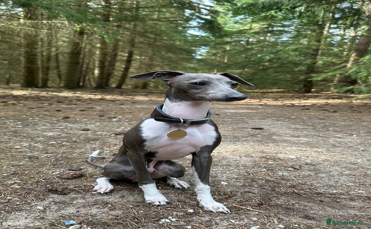 Italian Greyhound dogs Percy  - Advert 1