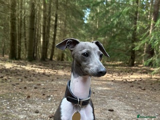 Italian Greyhound dogs for stud: Percy - Advert 1