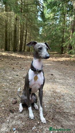 Italian Greyhound dogs BLUE ITALIAN GREYHOUND FOR STUD - Advert 1