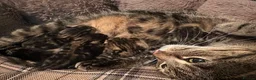 Mixed Breed cats for sale: Four beautiful tabby kittens - Advert 2