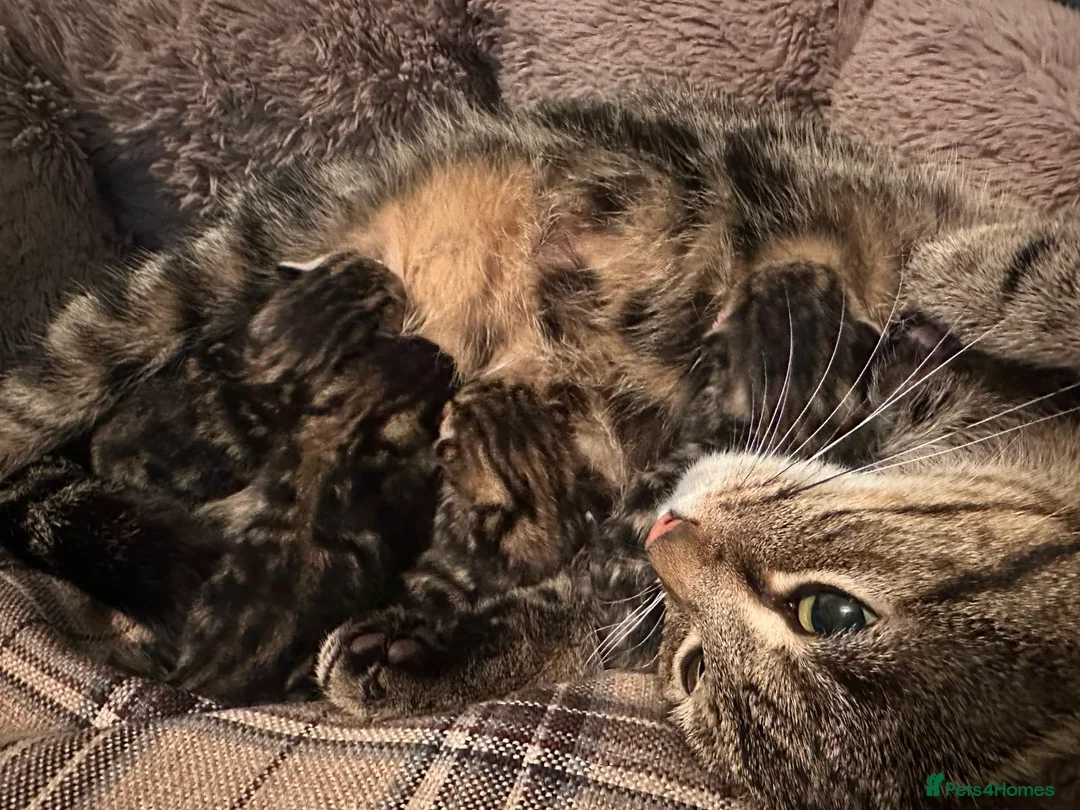 Mixed Breed cats for sale: Four beautiful tabby kittens - Advert 2
