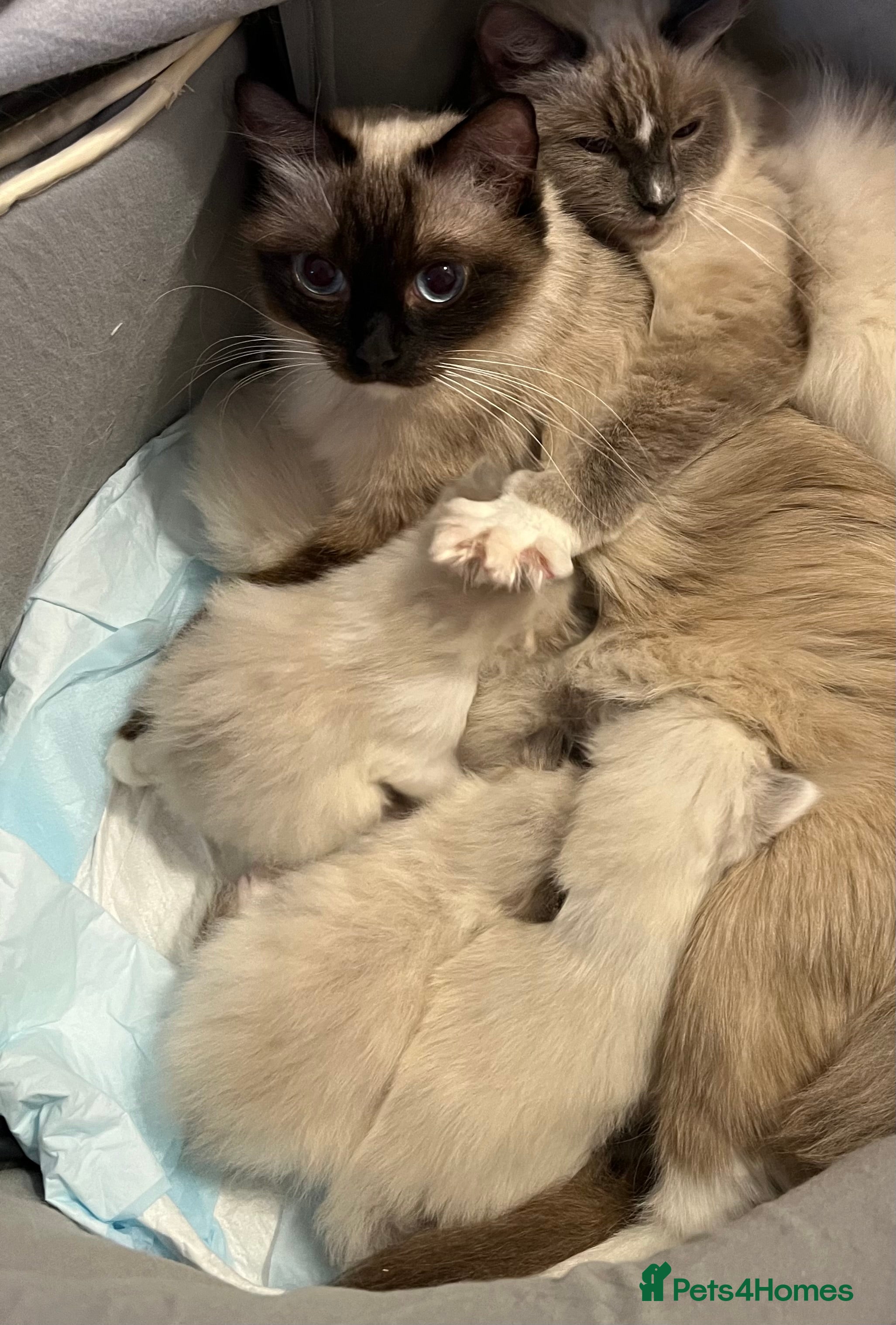 Ragdoll cats 4 GCCF registered Ragdoll kittens - Advert 1