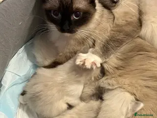 Ragdoll cats 4 GCCF registered Ragdoll kittens - Advert 2