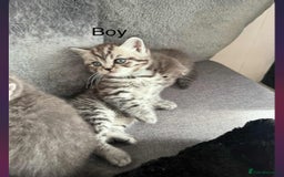 Scottish Fold cats for sale: scottish fold kittens  - Image 34