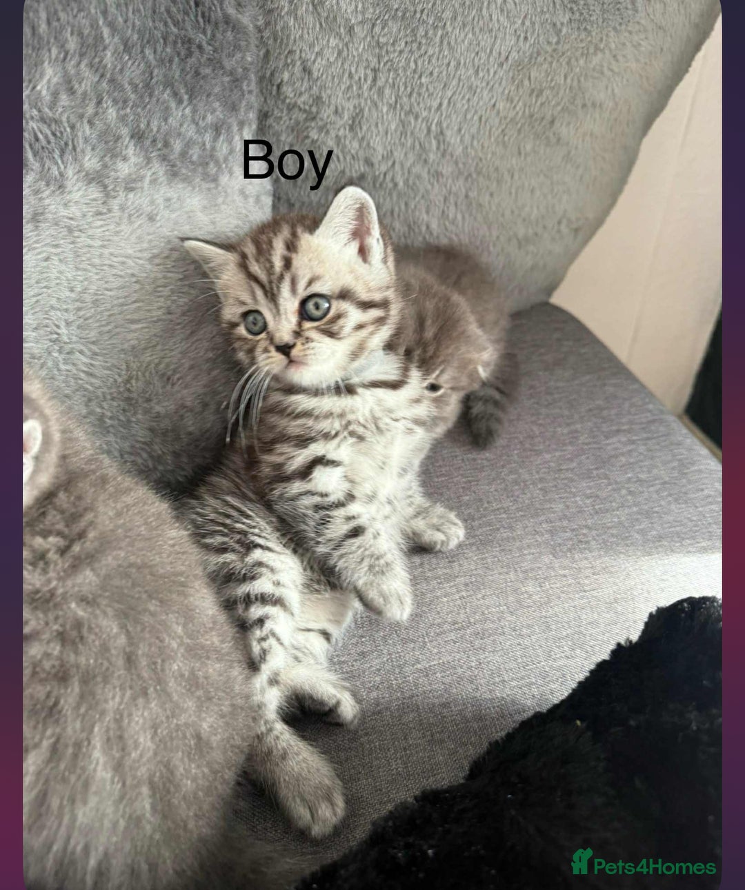 Scottish Fold cats for sale: scottish fold kittens  - Image 34