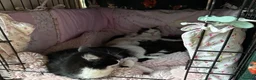 Mixed Breed cats for sale: Beautiful Male Kitten – Ready to Leave Now  - Advert 8