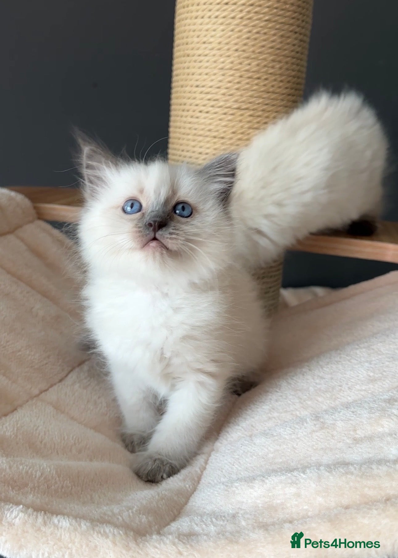 Ragdoll cats for sale: Ragdoll Kittens GCCF & Health Tested  - Advert 17