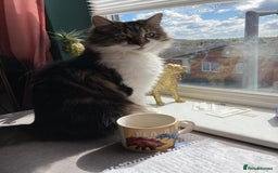 Mixed Breed cats for sale: Princess is looking for a new home - Image 1