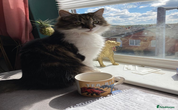 Mixed Breed cats - Advert 15