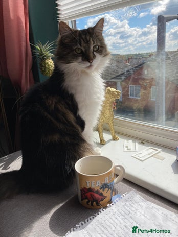 Mixed Breed cats - Advert 15