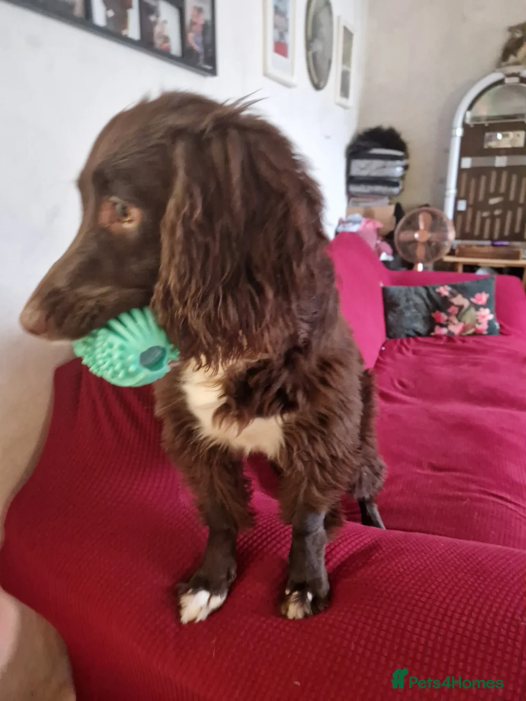 English Springer Spaniel dogs for sale: Kingsley  - Advert 3