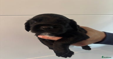 Sprocker dogs - Advert 7