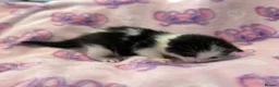 Mixed Breed cats for sale: Frankie’s Kittens Ready 20th August - Advert 26