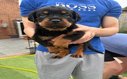 Rottweiler dogs for sale: Rottweiler puppies  - Image 10