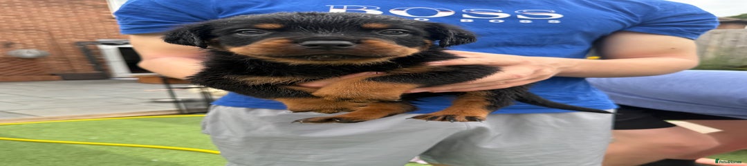 Rottweiler Puppy 4