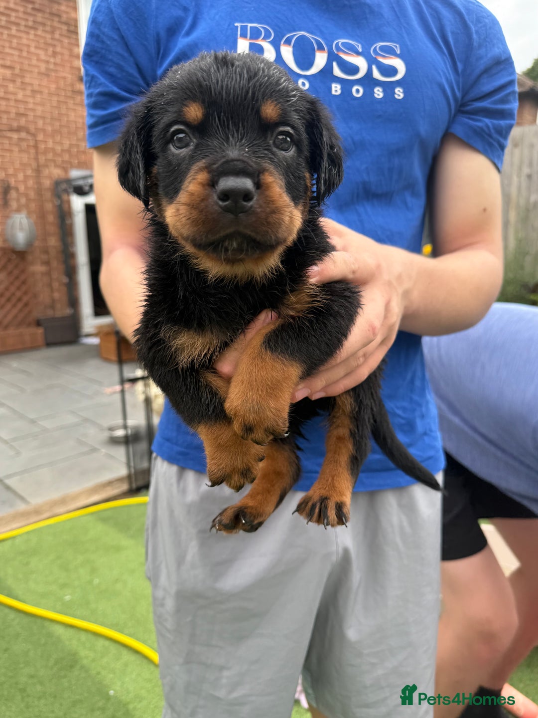 Rottweiler dogs for sale: Rottweiler puppies  - Image 10