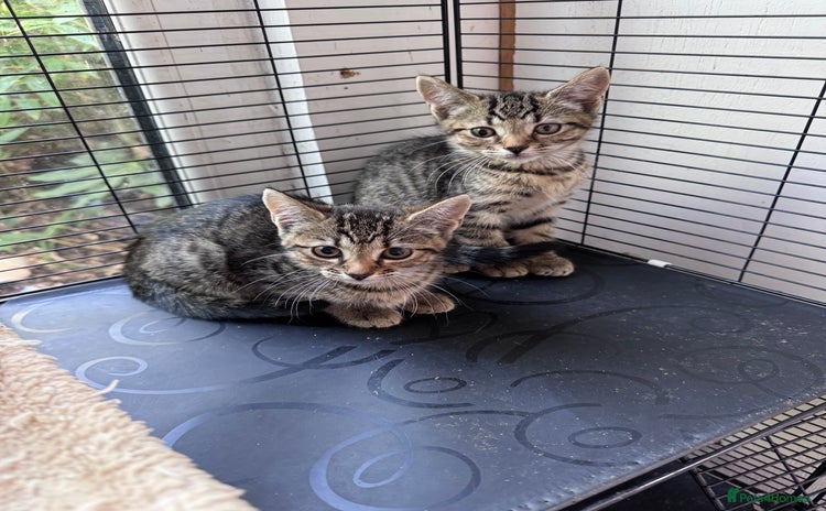 Bengal cats - Advert 3