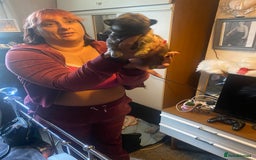 Shih Tzu dogs for sale: Puppy for sale  - Image 13