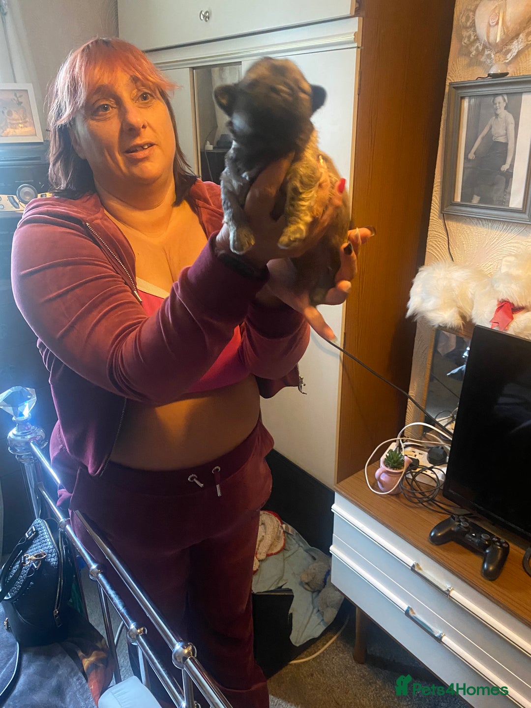 Shih Tzu dogs for sale: Puppy for sale  - Image 13