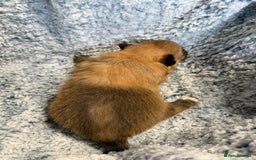 Pomeranian dogs for sale: Very adorable Pomeranian Puppies - Image 24