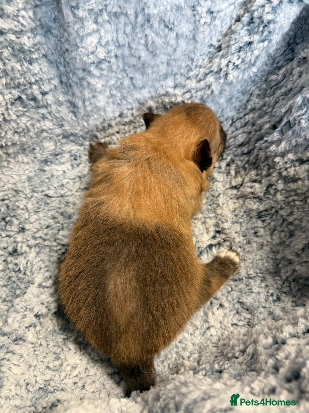 Pomeranian dogs for sale: Very adorable Pomeranian Puppies - Image 24