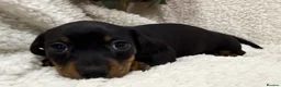 Miniature Dachshund dogs for sale: Miniature Smooth Haired Dachshunds  - Advert 13