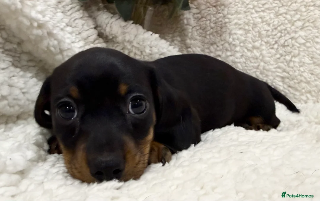 Miniature Dachshund dogs for sale: Miniature Smooth Haired Dachshunds  - Advert 13