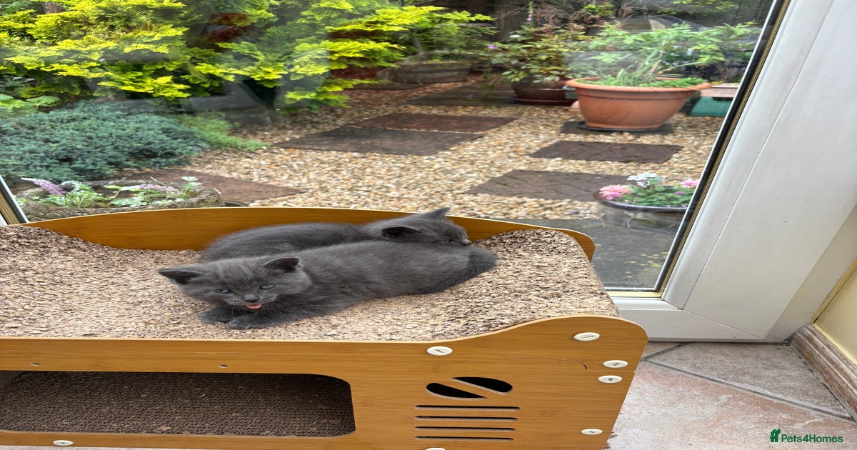 Four kittens for sale for sale in Glasgow | Pets4Homes