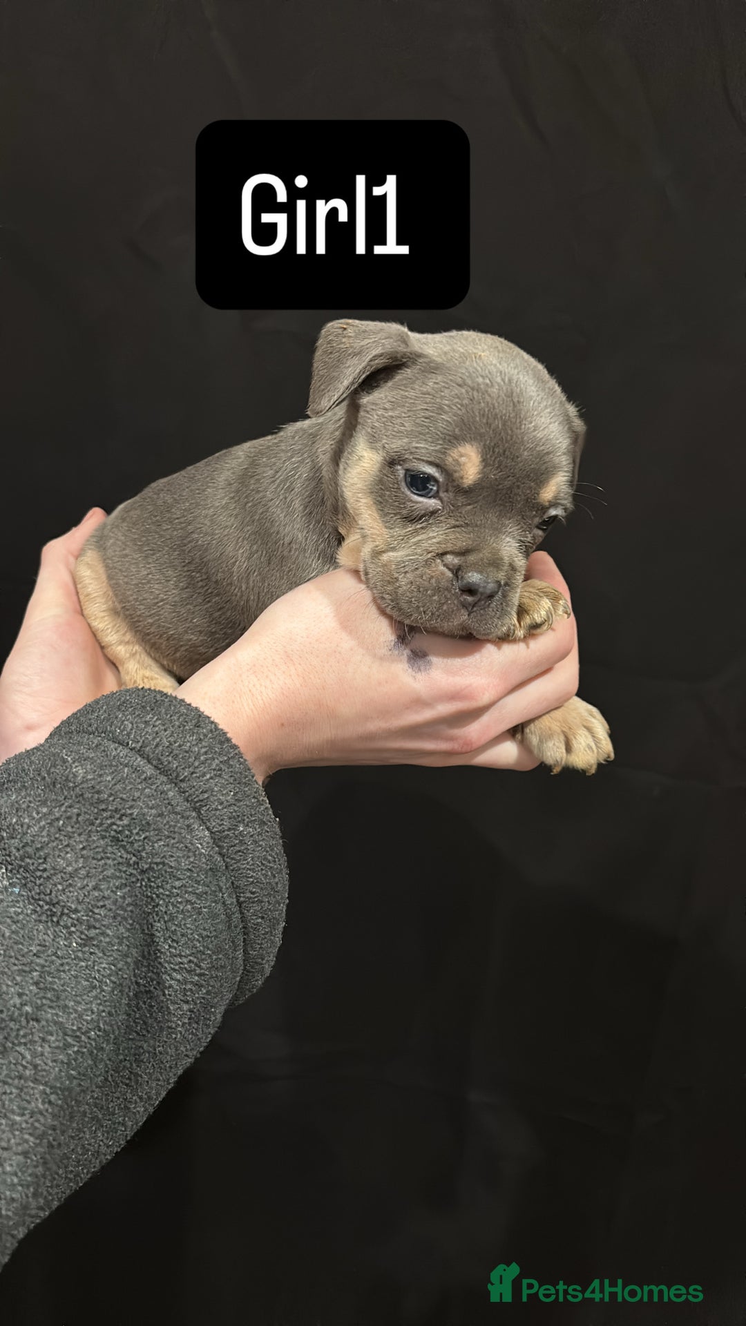 American Bulldog dogs for sale: Pocket bully’s  - Advert 7