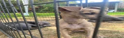 Whippet dogs for sale: Two Beautiful Whippet girls remaining  - Advert 5