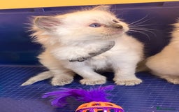 Ragdoll cats for sale: GCCF registered ChampionBloodline 5GENpedigree BSH - Image 22