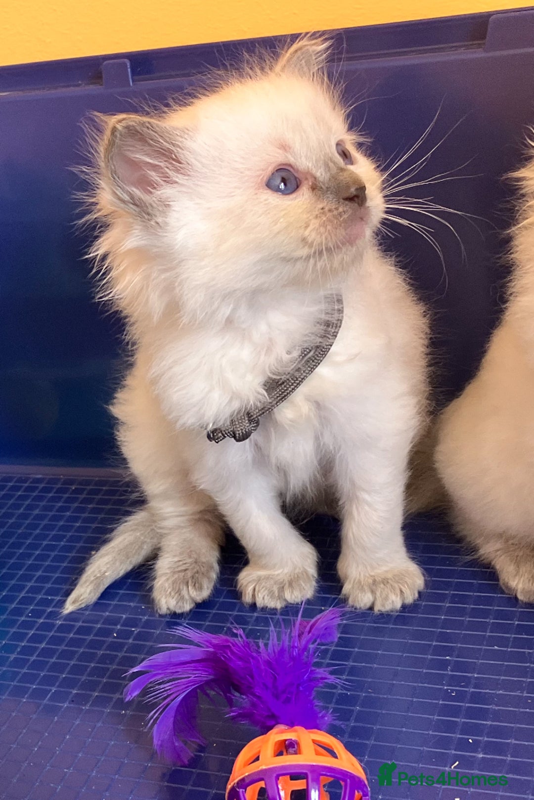 Ragdoll cats for sale: GCCF registered ChampionBloodline 5GENpedigree BSH - Image 22