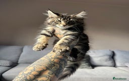 Maine Coon cats for sale: TICA registered Maine Coon kittens  - Image 6