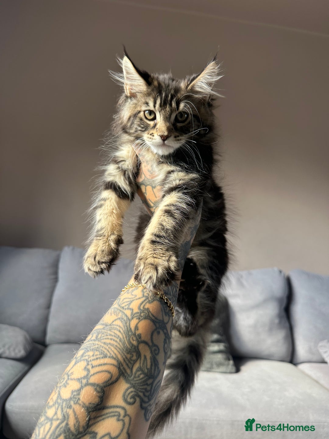 Maine Coon cats for sale: TICA registered Maine Coon kittens  - Image 6
