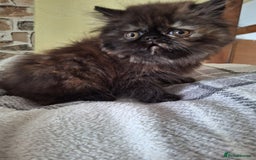 Persian cats for sale: 💗2 Boys and 1 Girl 💗 - Image 17