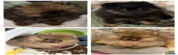 Pomeranian dogs for sale: Royal Kennel Club reg show Pomeranian puppies - Advert 5