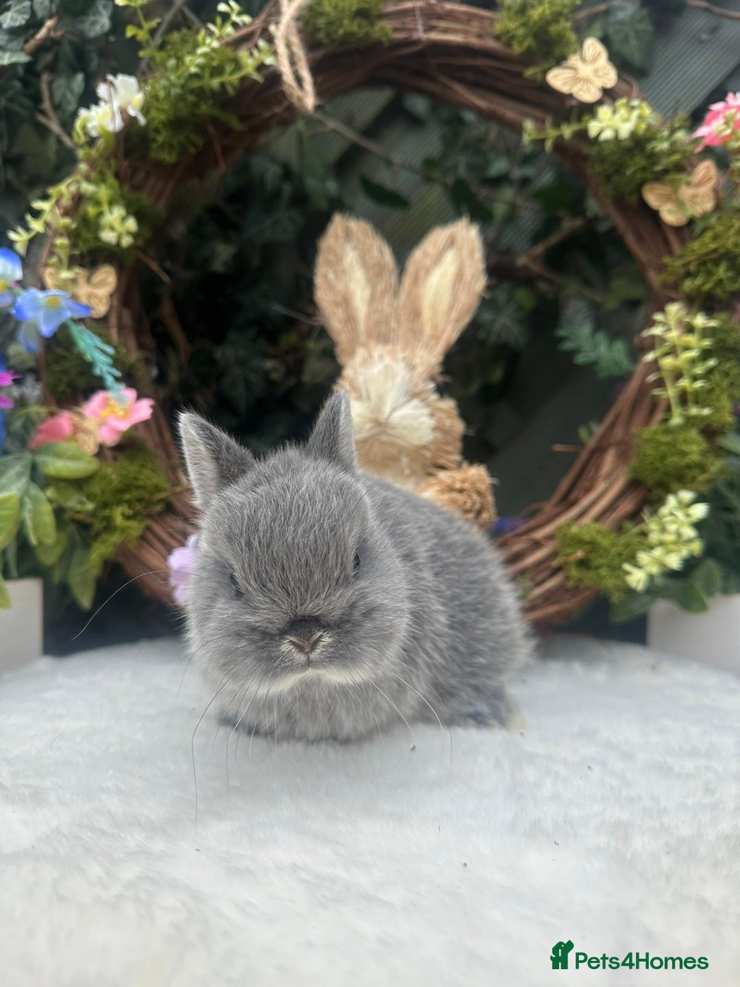 Netherland Dwarf rabbits for sale: Beautiful Netherland Dwarf Babys - Advert 7