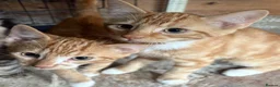Mixed Breed cats for sale: KITTENS LOOKING FOR HOMES in Malton - Advert 7