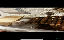 Hamster rodents for sale: Male Hamster, Cage, Accessories Included - Image 4