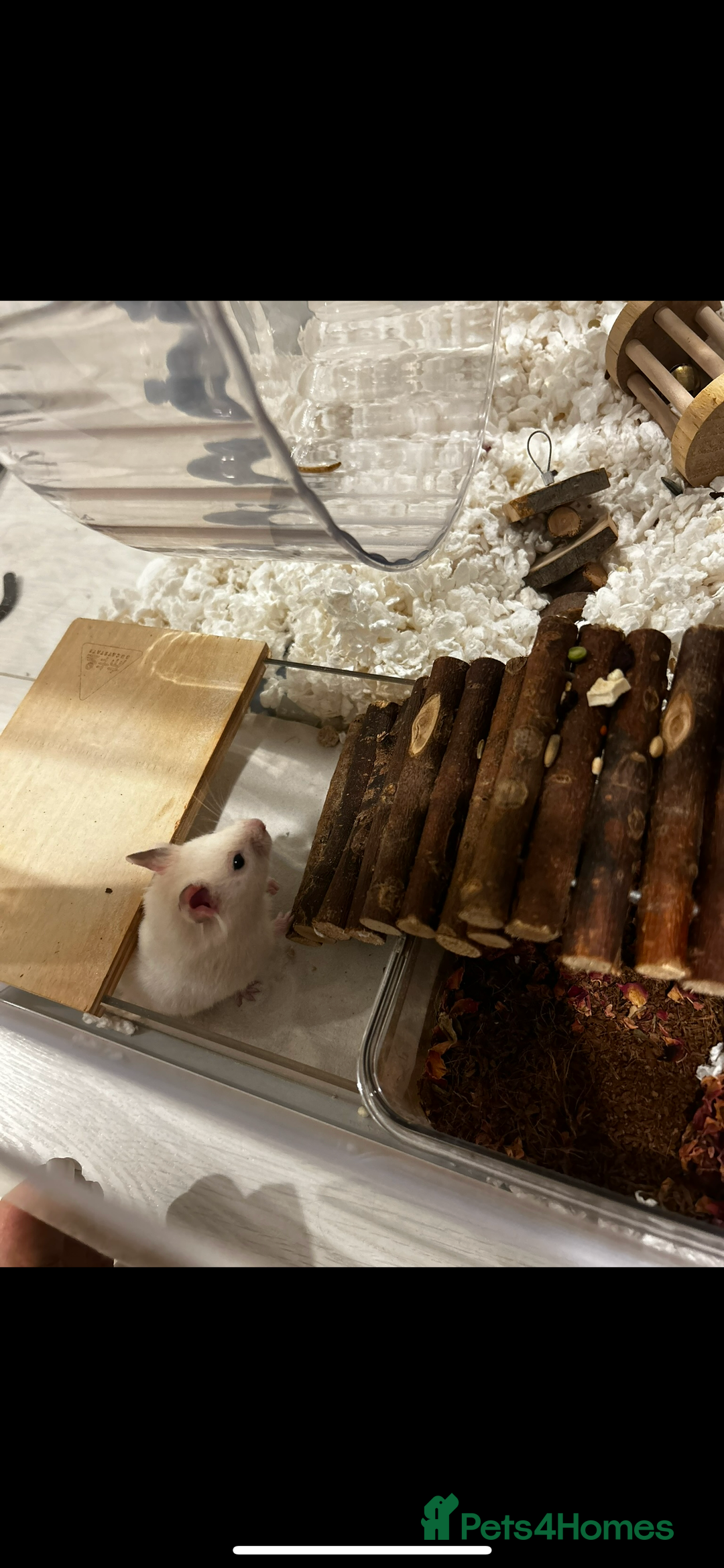 Hamster rodents for sale: Male Hamster, Cage, Accessories Included - Image 4